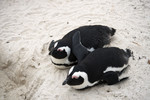 SIMONSTOWN PINGUINS