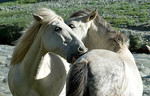 Witte paarden (Ladak